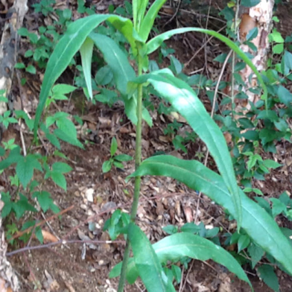 Spotting Image 1