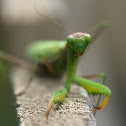 Praying Mantis