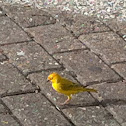 Saffron finch