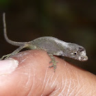 Lizard