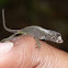Lizard
