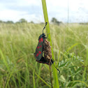 Six-spot Burnet