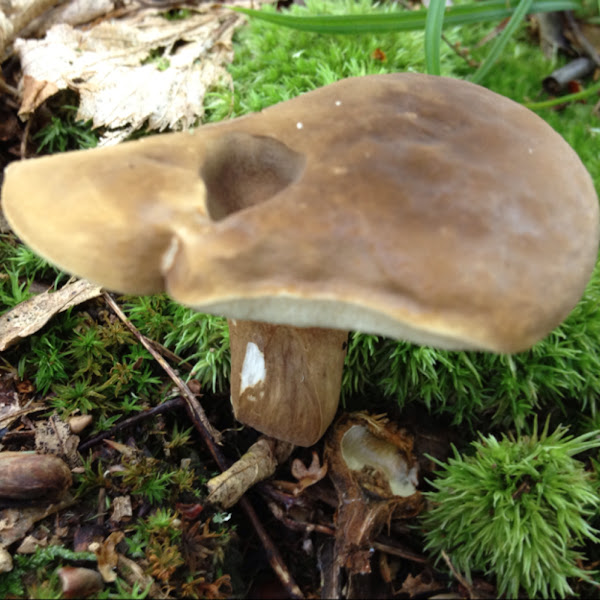 Boletus variipes Project Noah