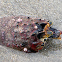 California Spiny Lobster