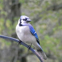 Blue Jay