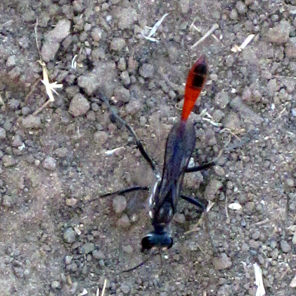 Spotting Image 1