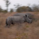 White Rhinoceros