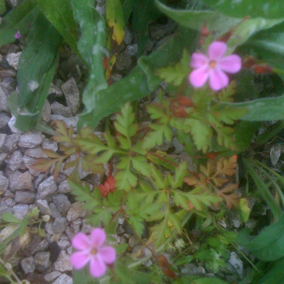 Spotting Image 1