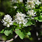 Serviceberry