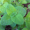 Apple Mint