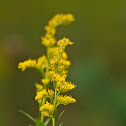 Showy Goldenrod
