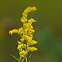 Showy Goldenrod