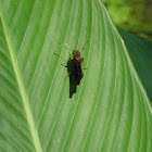 butterfly
