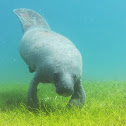 Manatee