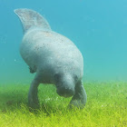 Manatee