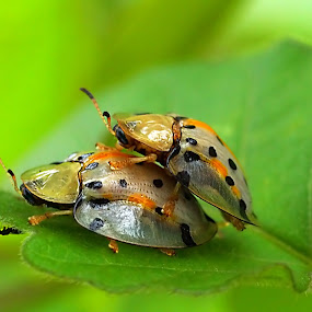 a witness by Anif Putramijaya - Wildlife Insects & Spiders