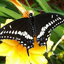 King Swallowtail