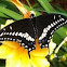 King Swallowtail