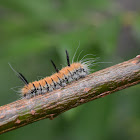 Fingered Dagger Moth