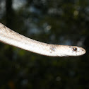 FLORIDA BROWN SNAKE