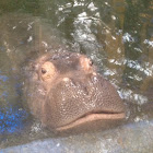 Hippopotamus
