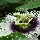 White passionflower