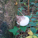 birch polypore