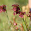 Mountain Sweet Pitcher Plant