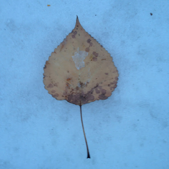 Spotting Image 1