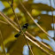 Variable Seedeater
