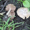 common Volvariella (Volvariella bombycina) [1 of 2]