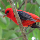 Scarlet Tanager