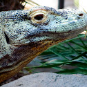 Komodo dragon