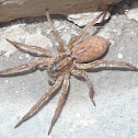 Spider