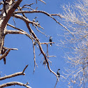 Cormorant