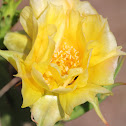 Prickly Pear Cactus