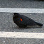 Red Winged Black Bird