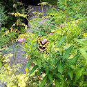 Giant Swallowtail