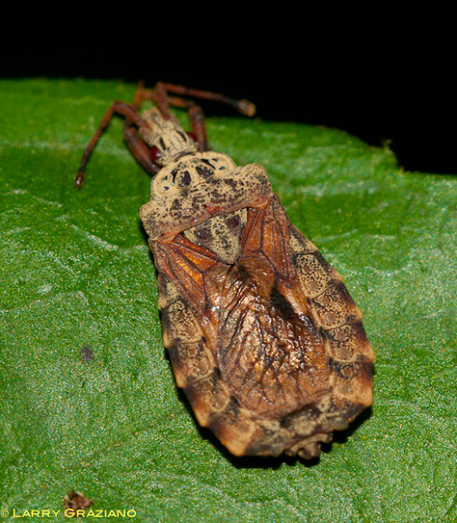 Spotting Image 1