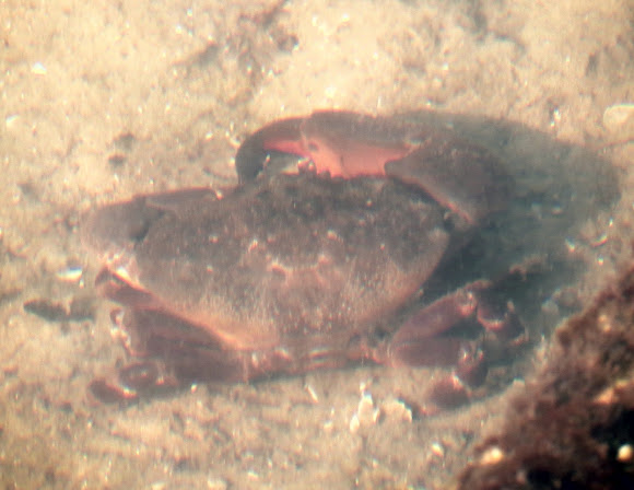 Spotting Image 1