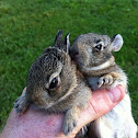 Eastern cottontail rabbit