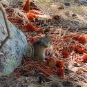 California Ground Squirrel