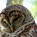 Barred Owl