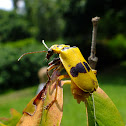 Beetle