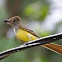 Great Crested Flycatcher