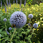 Blue Globe-thistle