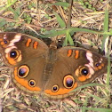 Common Buckeye