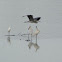 Eurasian Spoonbill