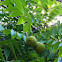 Black walnut