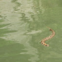 Eastern Hognose Snake